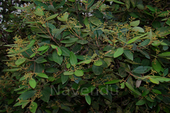 Cinnamomum sulphuratum